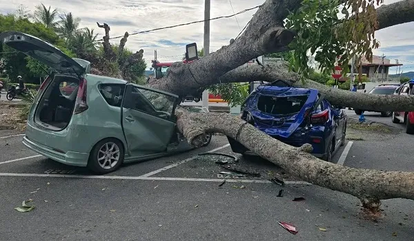 Kereta Dihempap Pokok Tumbang: Boleh Tuntut?